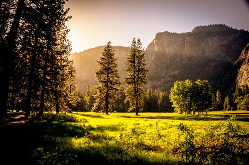The Healing Power of Nature: Why We Need to Reconnect with the Earth