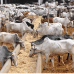 Gobar Goes Global: Arab Countries Import ₹400 Crore Worth of Cow Dung from India
