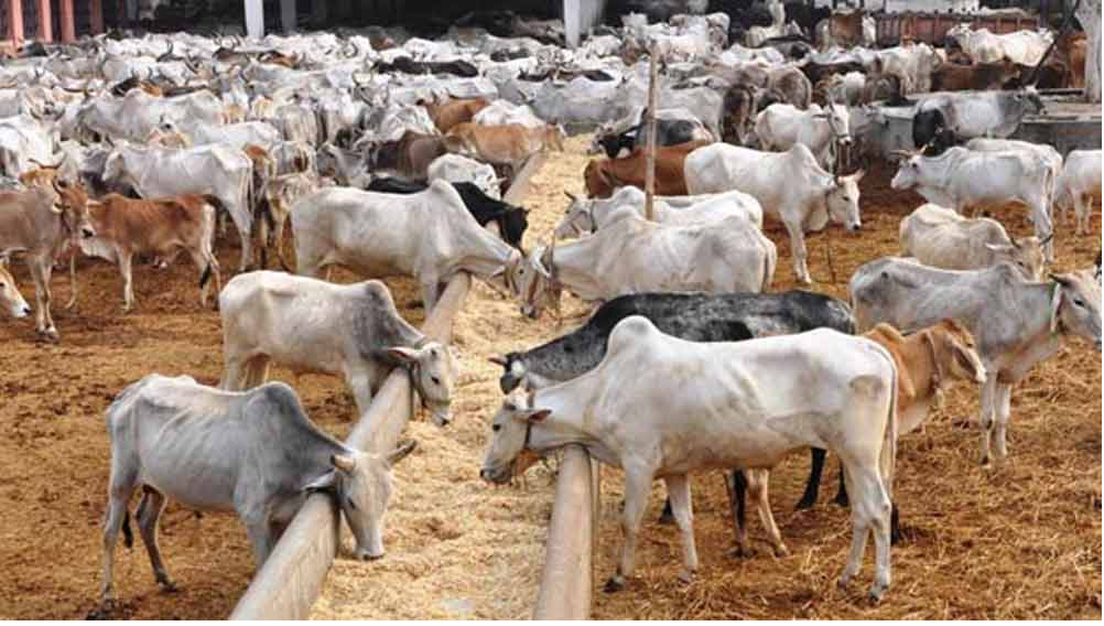 Gobar Goes Global: Arab Countries Import ₹400 Crore Worth of Cow Dung from India